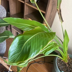 観葉植物の画像