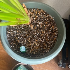 観葉植物の画像