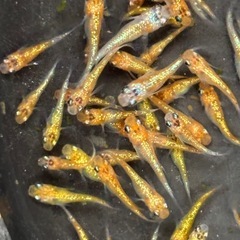 飼育終了　最終個体　ユリシスメダカ　めだか　幼魚(約１.５センチ〜) ７匹５００円〜の画像