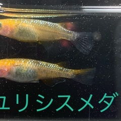 飼育終了　最終個体　ユリシスメダカ　めだか　幼魚(約１.５センチ〜) ７匹５００円〜の画像