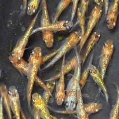 飼育終了　最終個体　ユリシスメダカ　めだか　幼魚(約１.５センチ〜) ７匹５００円〜の画像