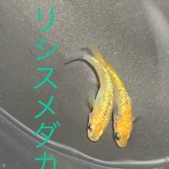 飼育終了　最終個体　ユリシスメダカ　めだか　幼魚(約１.５センチ〜) ７匹５００円〜の画像