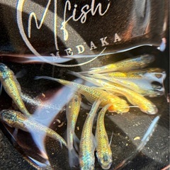 メダカ🆕レッドレース🟥🐟レア種の画像