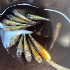 メダカ🆕レッドレース🟥🐟レア種の画像