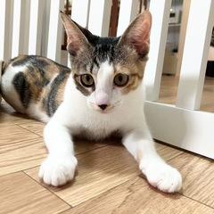 茶々　子猫　四か月　ふかふかしっぽ　甘えます、　三毛