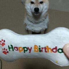 犬好きで可愛がって頂ける方に出会えたら嬉しいです。