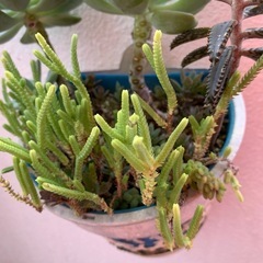 多肉植物
の画像