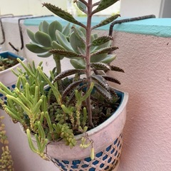 多肉植物
の画像