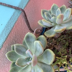 多肉植物
の画像