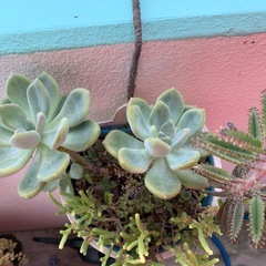 多肉植物
の画像