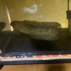 aquarium の画像