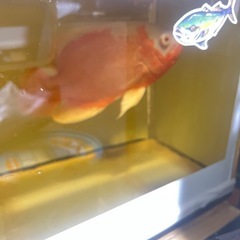 aquarium の画像