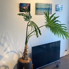セローム(観葉植物)の画像