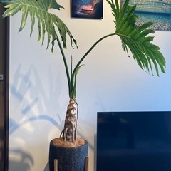 セローム(観葉植物)の画像