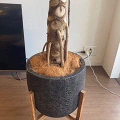 セローム(観葉植物)の画像