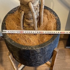 セローム(観葉植物)の画像