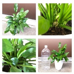 とても丈夫で育てやすい　観葉植物　スパティフィラム　植木鉢のままお渡しの画像