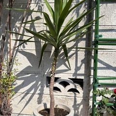 青年の木の画像