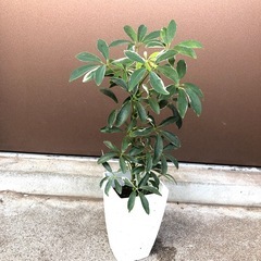 植木鉢のままお渡し　白い斑入り葉が可愛い　ホンコンカポック　バリエガータの画像
