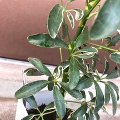 植木鉢のままお渡し　白い斑入り葉が可愛い　ホンコンカポック　バリエガータの画像