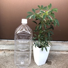 植木鉢のままお渡し　白い斑入り葉が可愛い　ホンコンカポック　バリエガータの画像