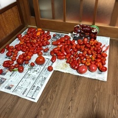 イタリアントマトの種の画像