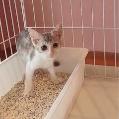 🌸🐈パステル三毛🐈🌸