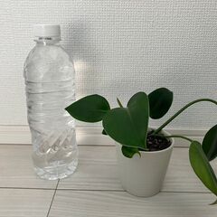 フィロデンドロンの画像