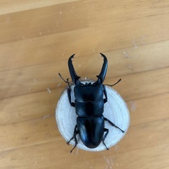 パラワンオオヒラタクワガタの画像