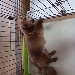 (急募)ダックスの飼い主さんを募集しています。