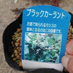 カシスの苗 ブラックカーラントの画像