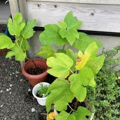 イチジク苗木　30cm以上　の画像