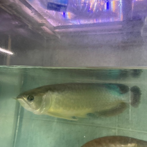 アロワナ大型魚