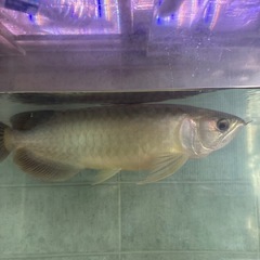 アロワナ大型魚の画像