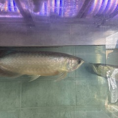 アロワナ大型魚の画像