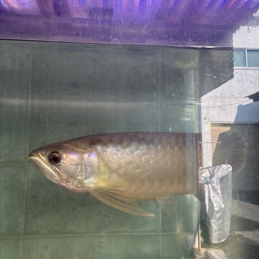 アロワナ大型魚