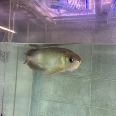 アロワナ大型魚の画像