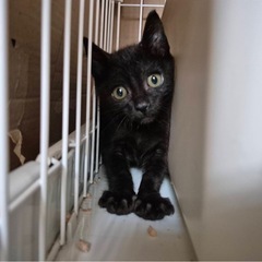 黒猫ちゃんの里親様募集中です(´･ω･｀)♡