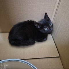 黒猫ちゃんの里親様募集中です(´･ω･｀)♡ - 船橋市
