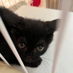黒猫ちゃんの里親様募集中です(´･ω･｀)♡ - 猫