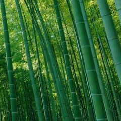 竹林、竹藪求む。