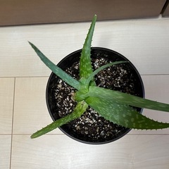 アロエベラの画像