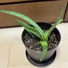 アロエベラの画像