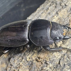ミンダナオオオヒタラクワガタの画像
