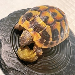 リクガメの画像