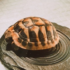 リクガメの画像