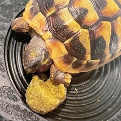 リクガメの画像