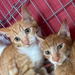 茶白がいっぱい🐈みんな甘えん坊な生後４ヶ月