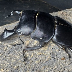 ダイオウヒタラクワガタの画像