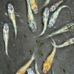 飼育終了　ラストセット　天界メダカ　めだか　２０匹　の画像